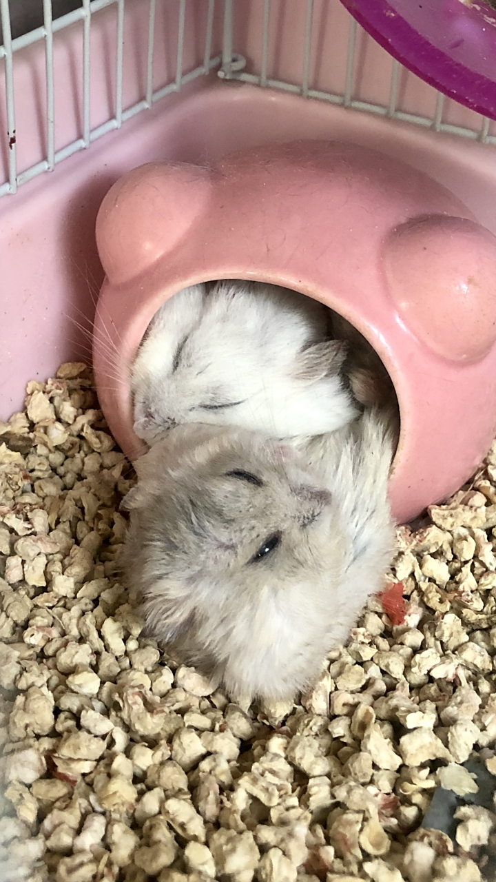 布丁仓鼠的销魂睡姿