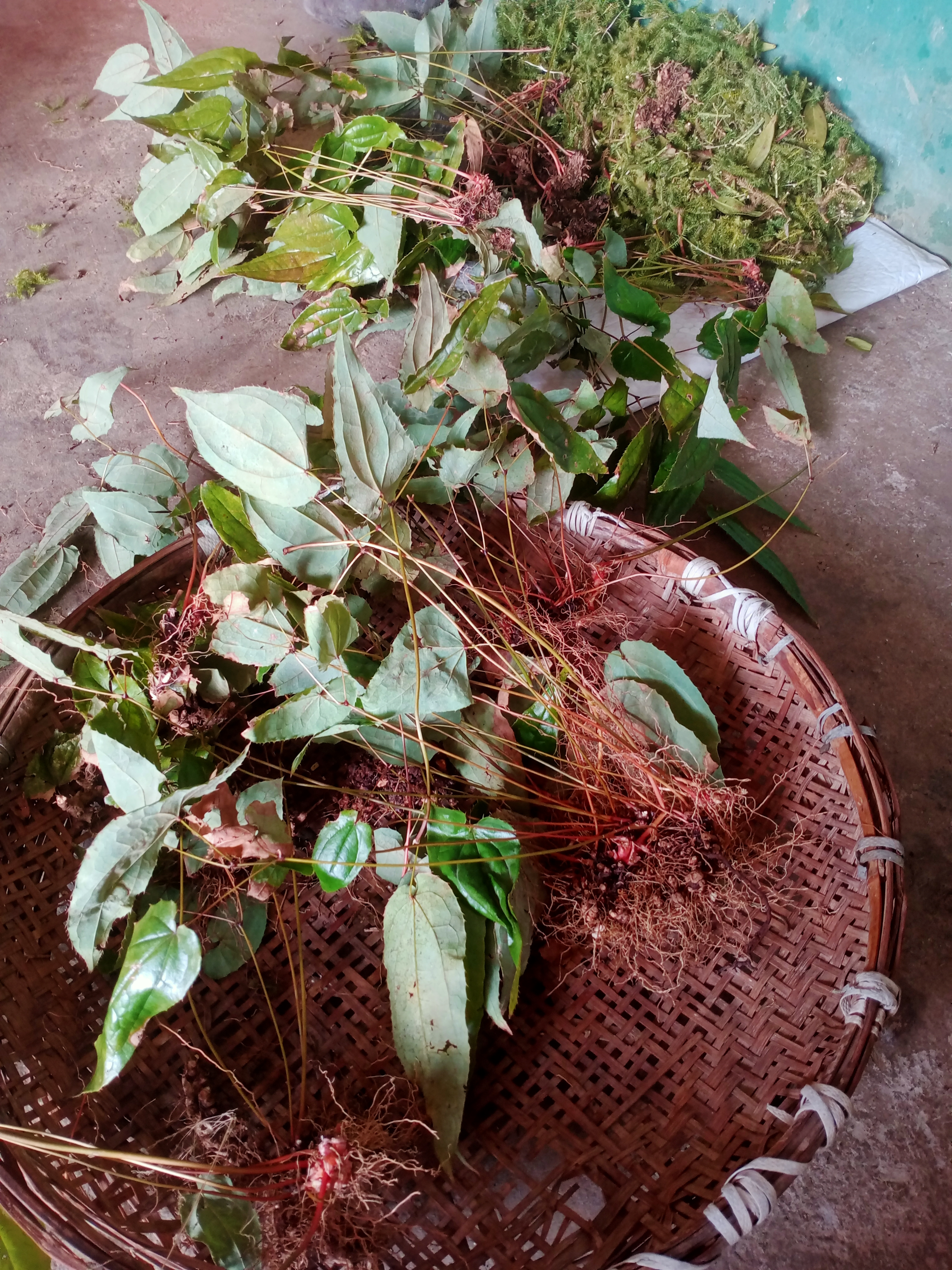 这是淫阳合