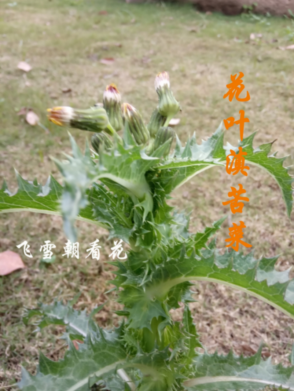 花叶滇苦菜(1) 无人看顾的草坪,时间一长就会长出许多种野花,花叶滇