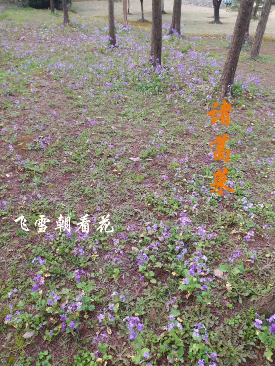 诸葛菜(4) 更多的诸葛菜生长出来并且开花,无序的样子应该是野生.