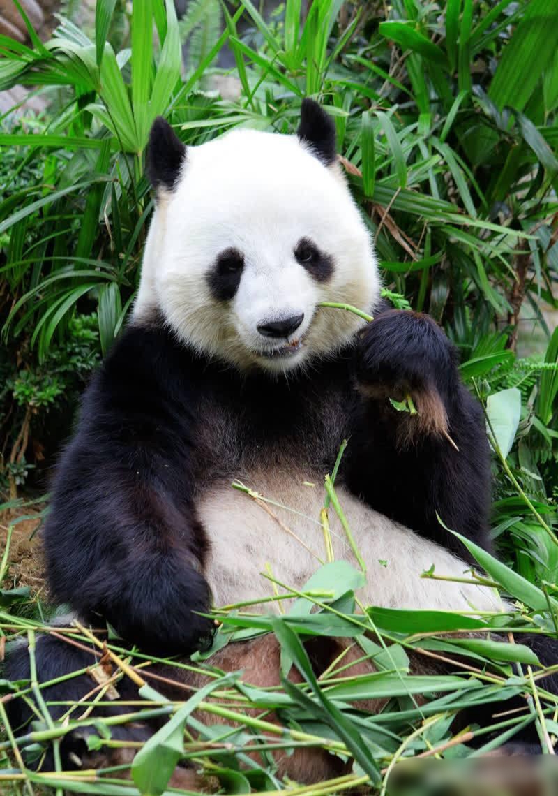 在四川的野生竹林里,有一只大熊猫度过了一个超级幸福的美食之夜