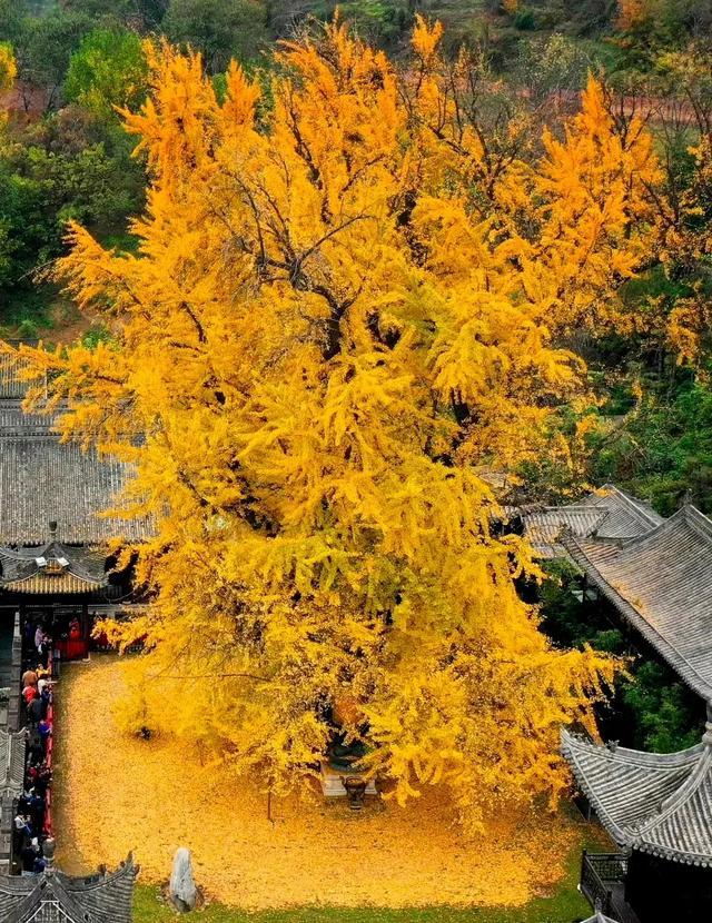 千年银杏树