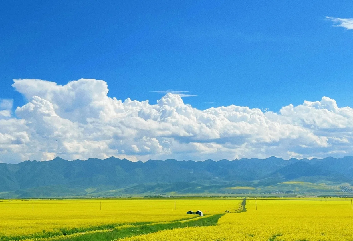 油菜花唯美高清壁纸图片