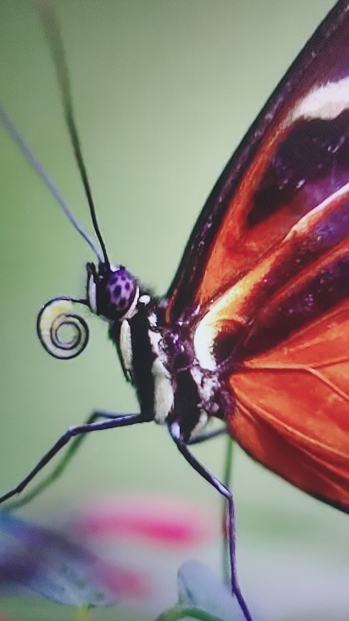 哇,这只蝴蝶的触角好有趣,好像在跳舞一样!