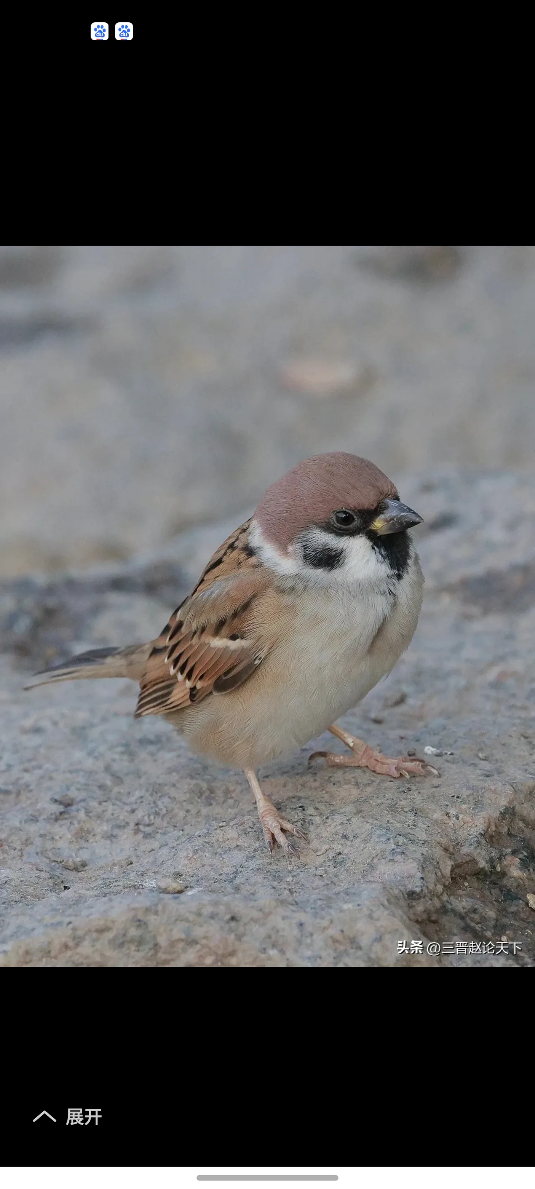 麻雀,俺们山西晋南icon地区土话叫"西虫"!