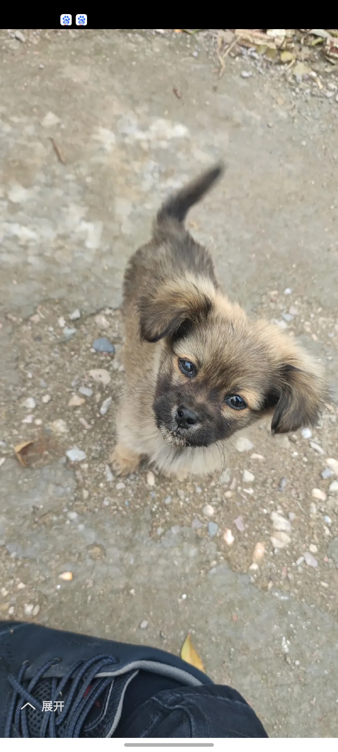 前两天,在垃圾桶旁边捡了一只流浪狗,当时看着可怜,怕被冻死了,就带