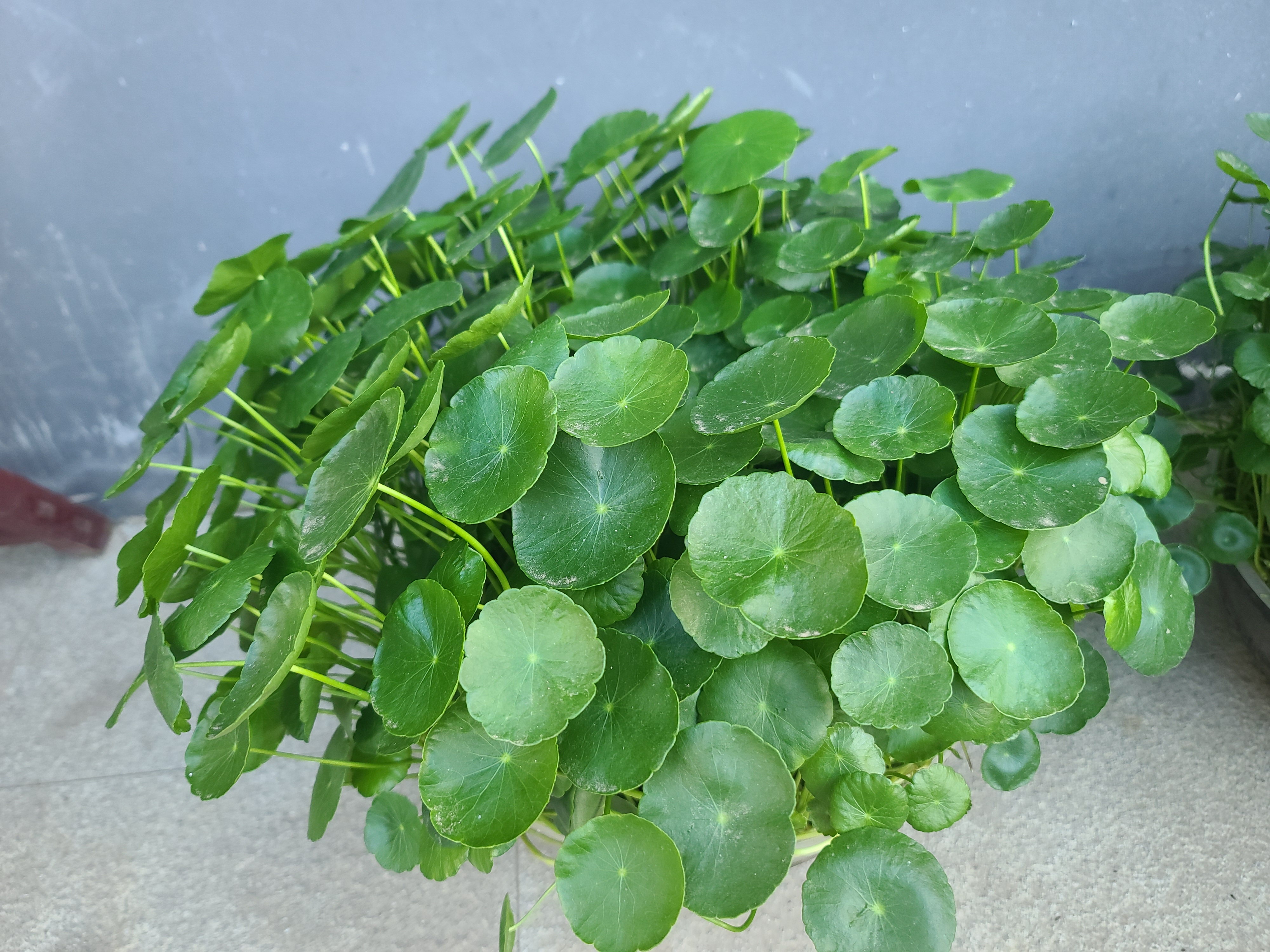 官员财产公示是大势所趋 老一辈革命家,为了民族独立