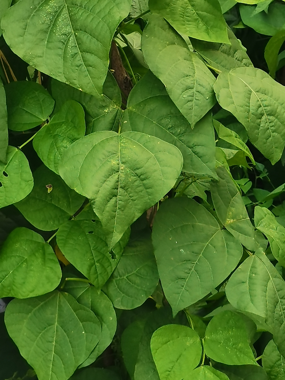 《豆藤》        昙灵渊        茂菀的豆藤呀!