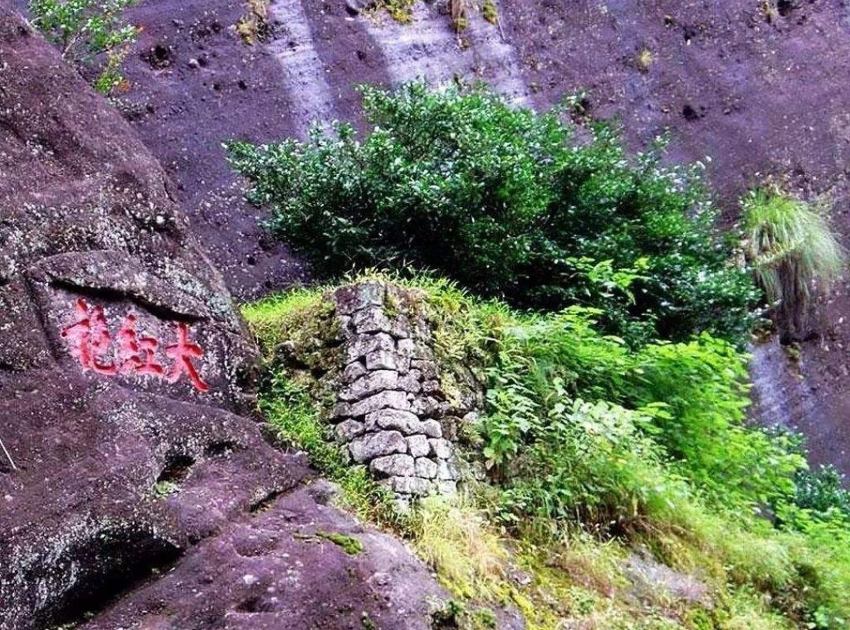 360年历史的灌木茶树母树大红袍,900年历史的小乔木茶树宋种,3200年