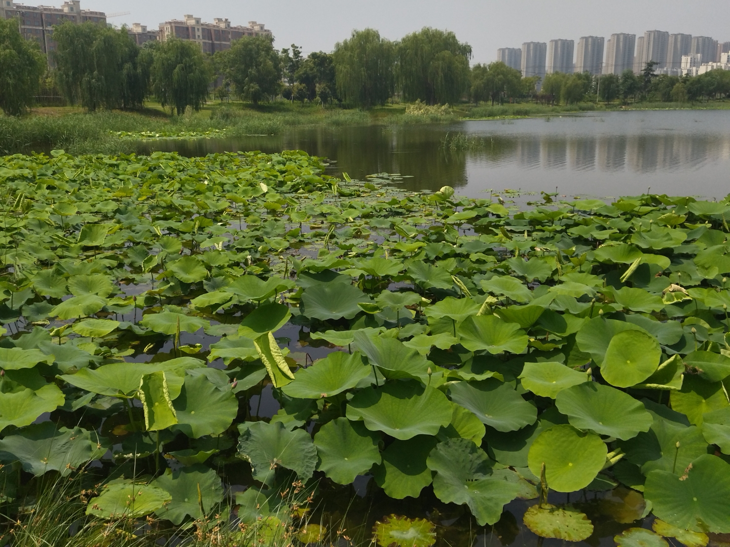 徐州桃花源湿地公园图片