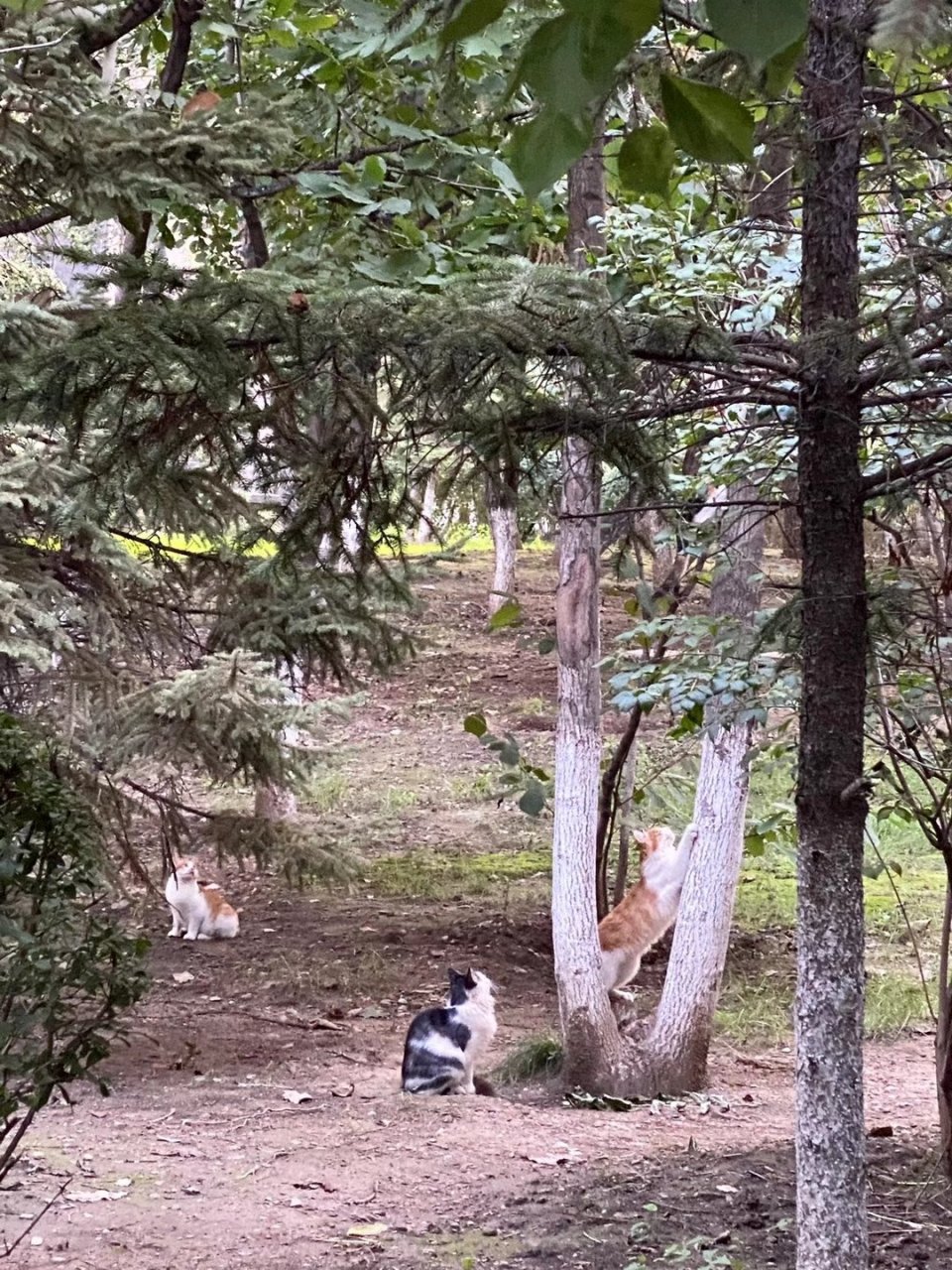 英语谜语(59):police officers drive me.