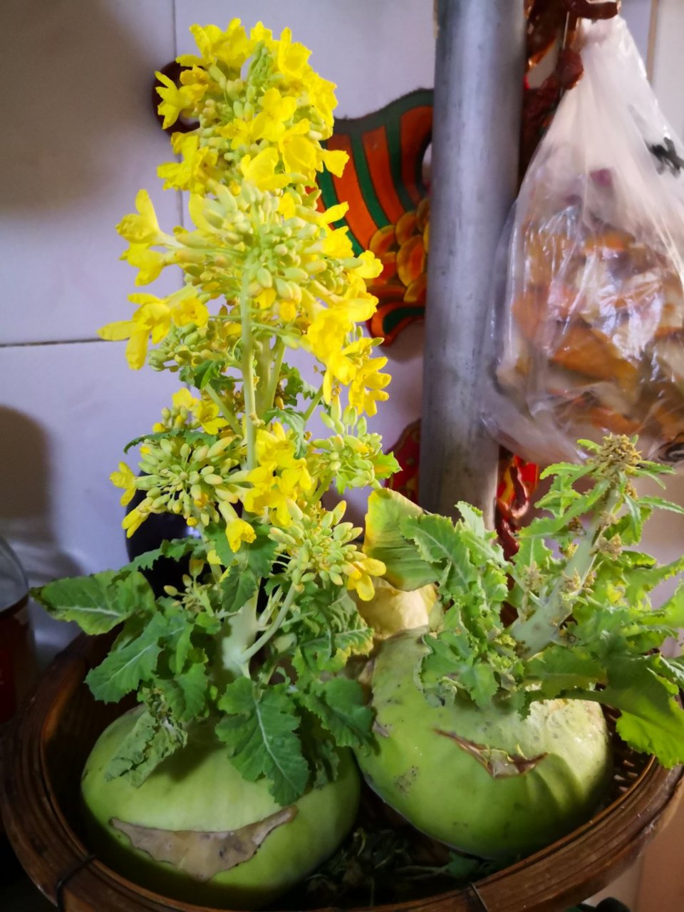 我的苤蓝开花了,黄黄的,金灿灿的花朵,特别的惹人喜爱.