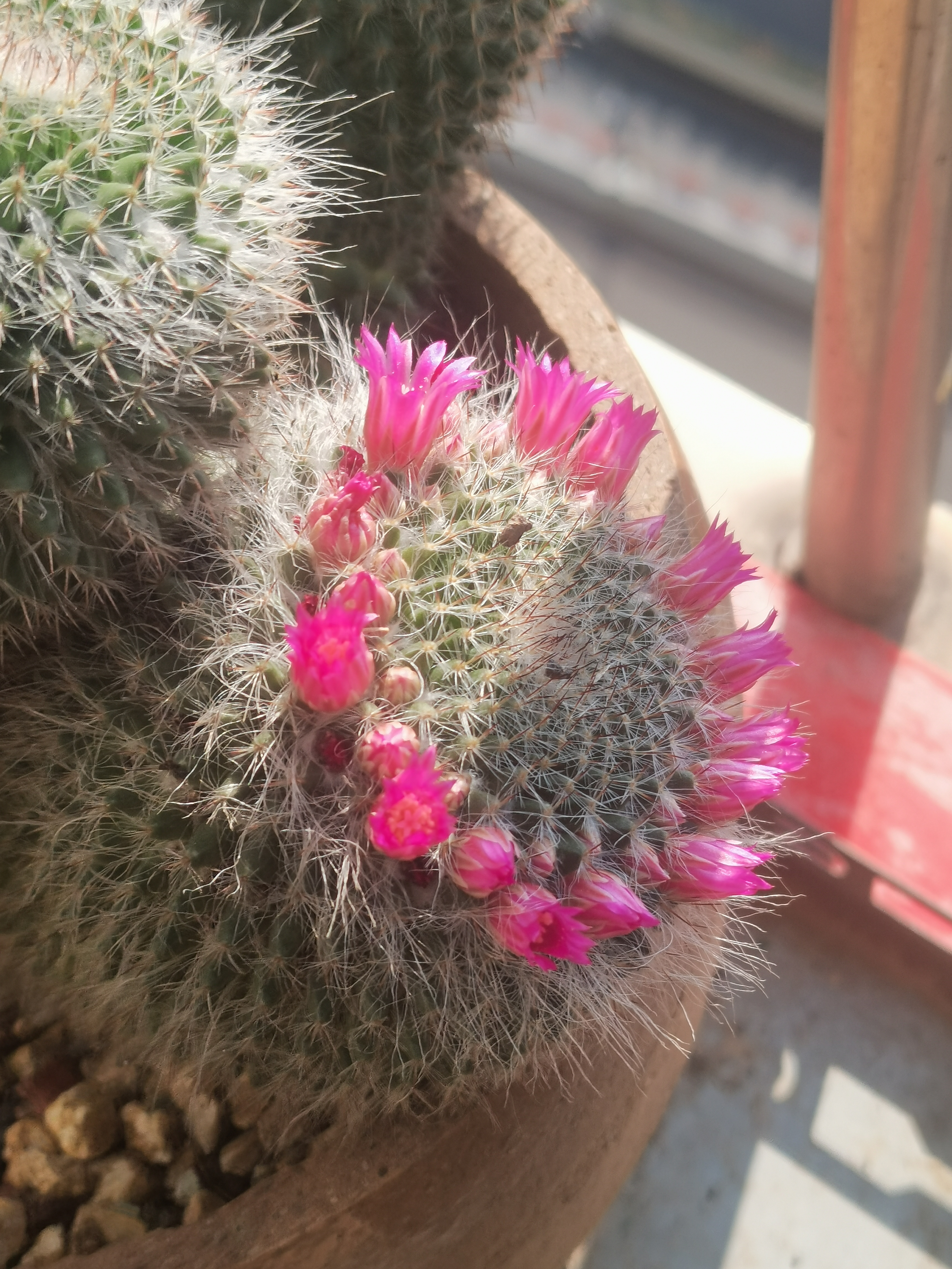 一种叫玉翁的仙人球,开一圈玫红色小花,像一条花项链