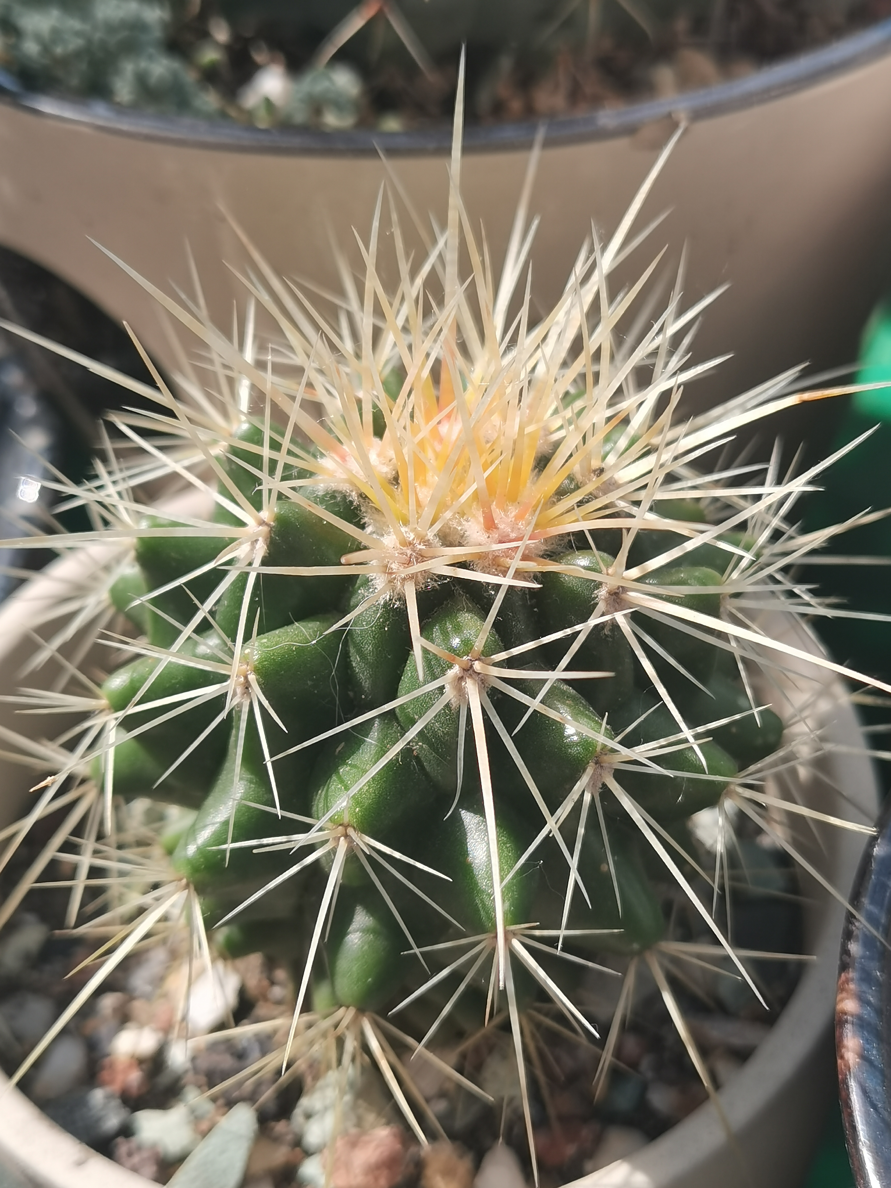 金琥仙人球和金冠仙人球的区别: 1.