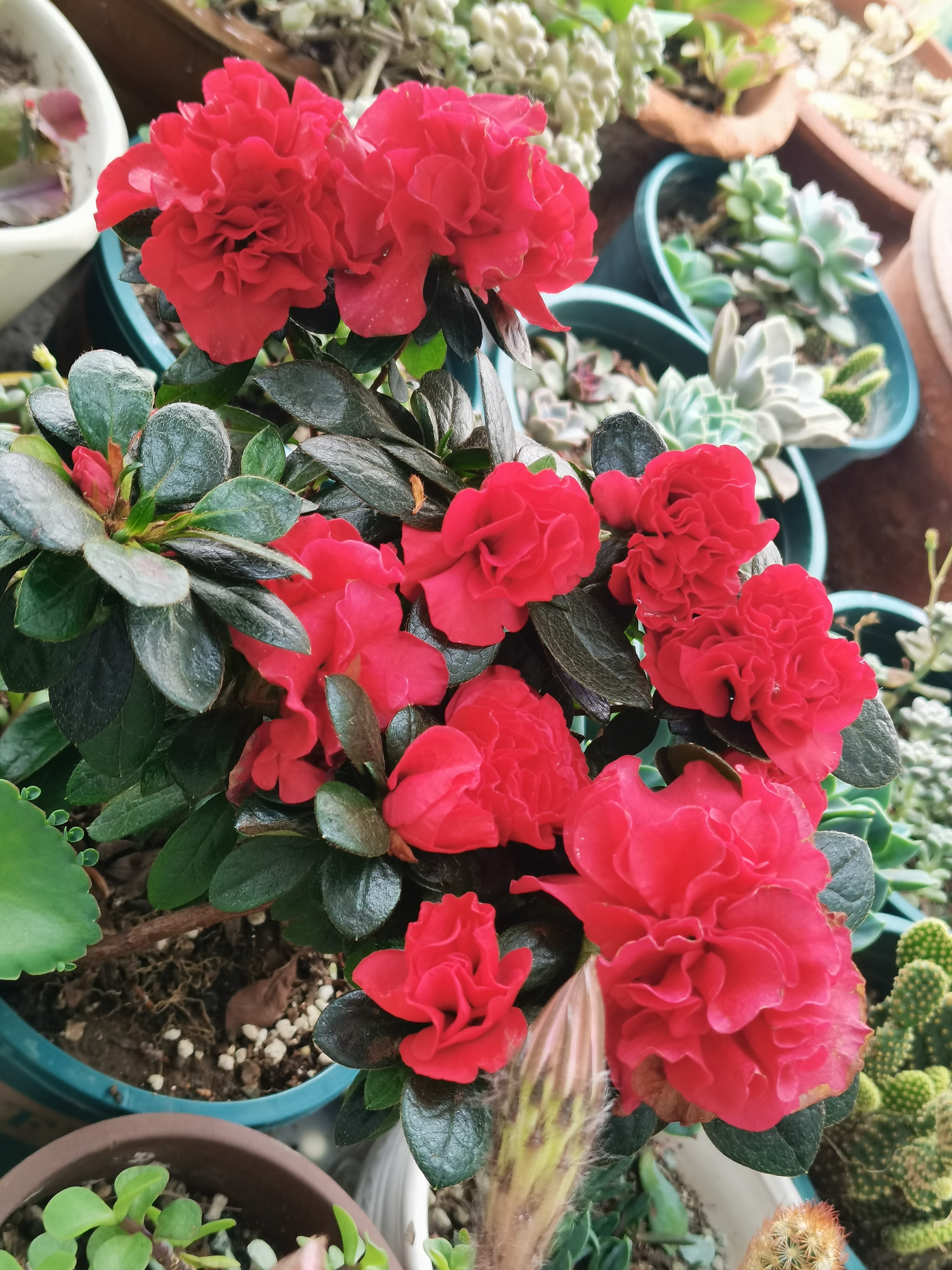 重瓣杜鹃一定要入手,花期真的超长,我这盆重瓣杜鹃已经开了两个多月了