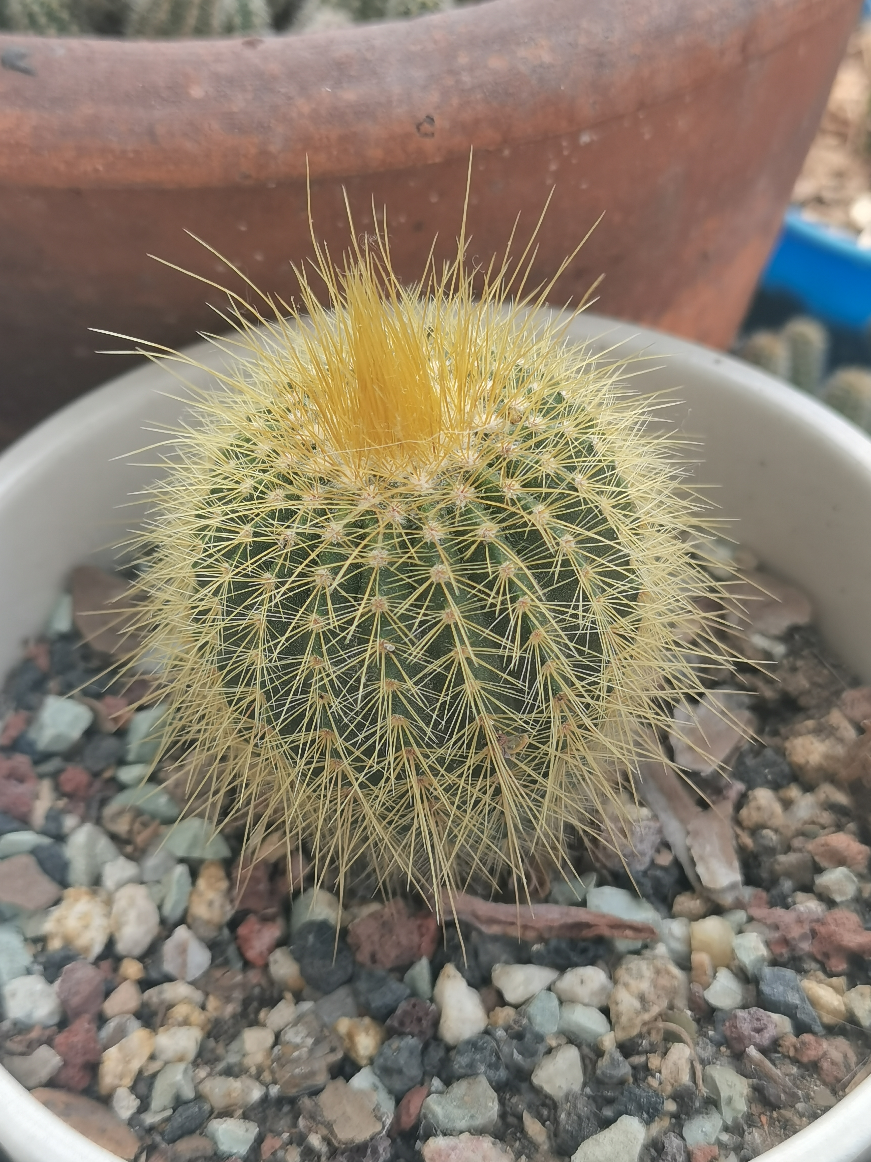 金琥仙人球和金冠仙人球的区别: 1.