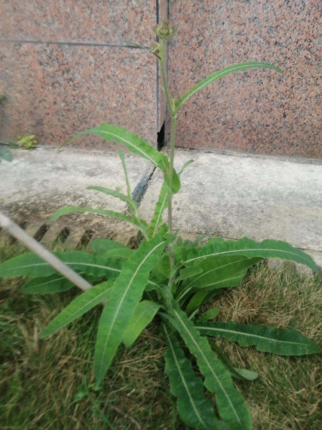 这个是什么野菜呀?房子后面长了许多,又大又嫩,不知道能不能吃?