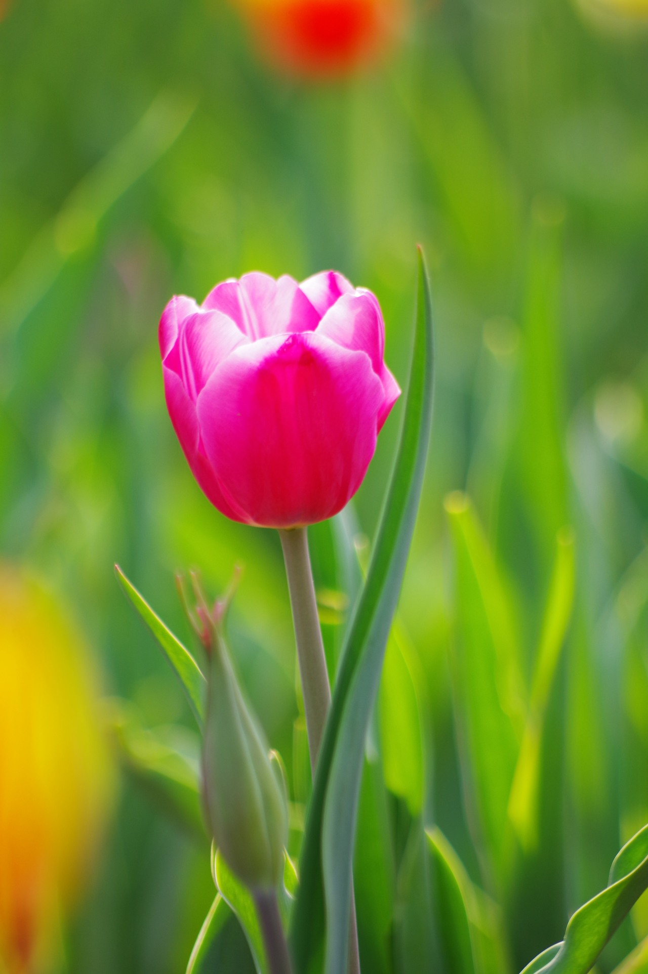 郁金香花开季