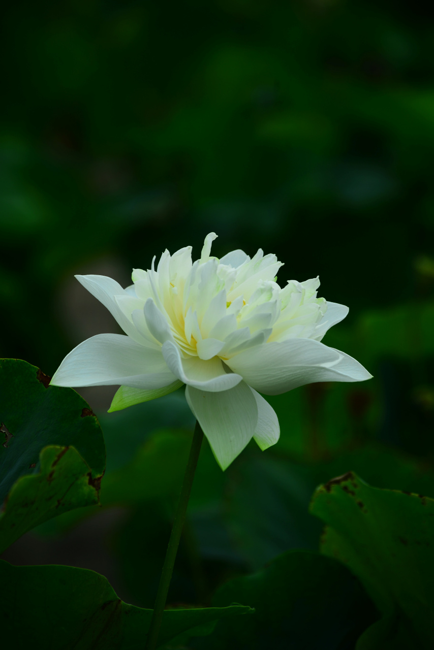 白莲花
