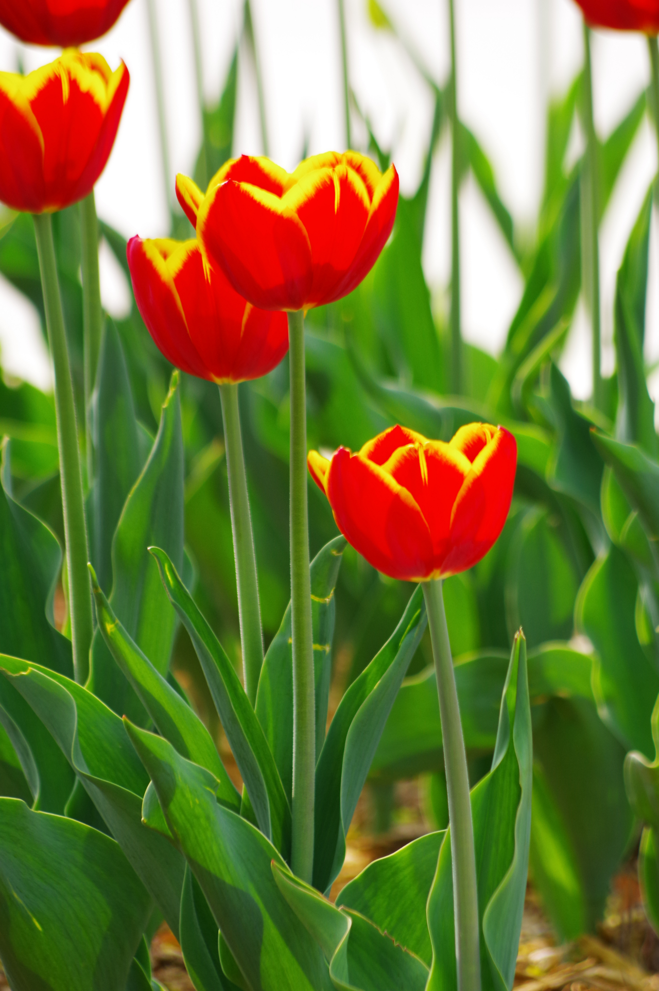 郁金香花开季