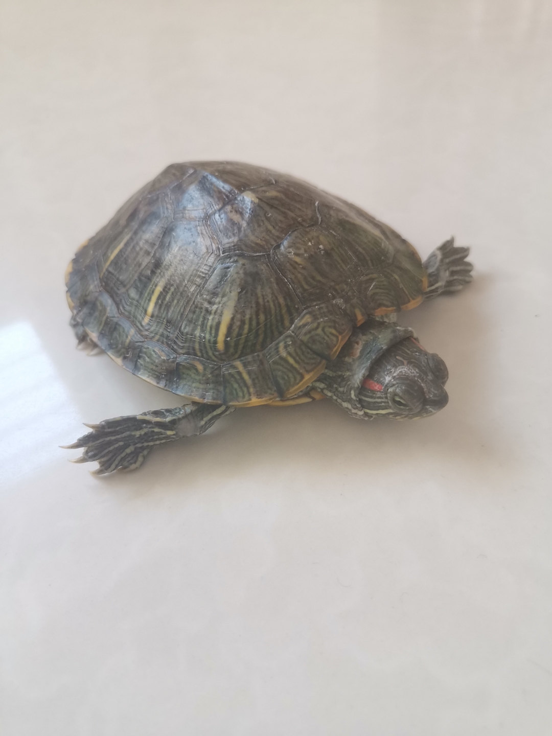 乌龟尾巴断了,怎么办? 在线等,很急