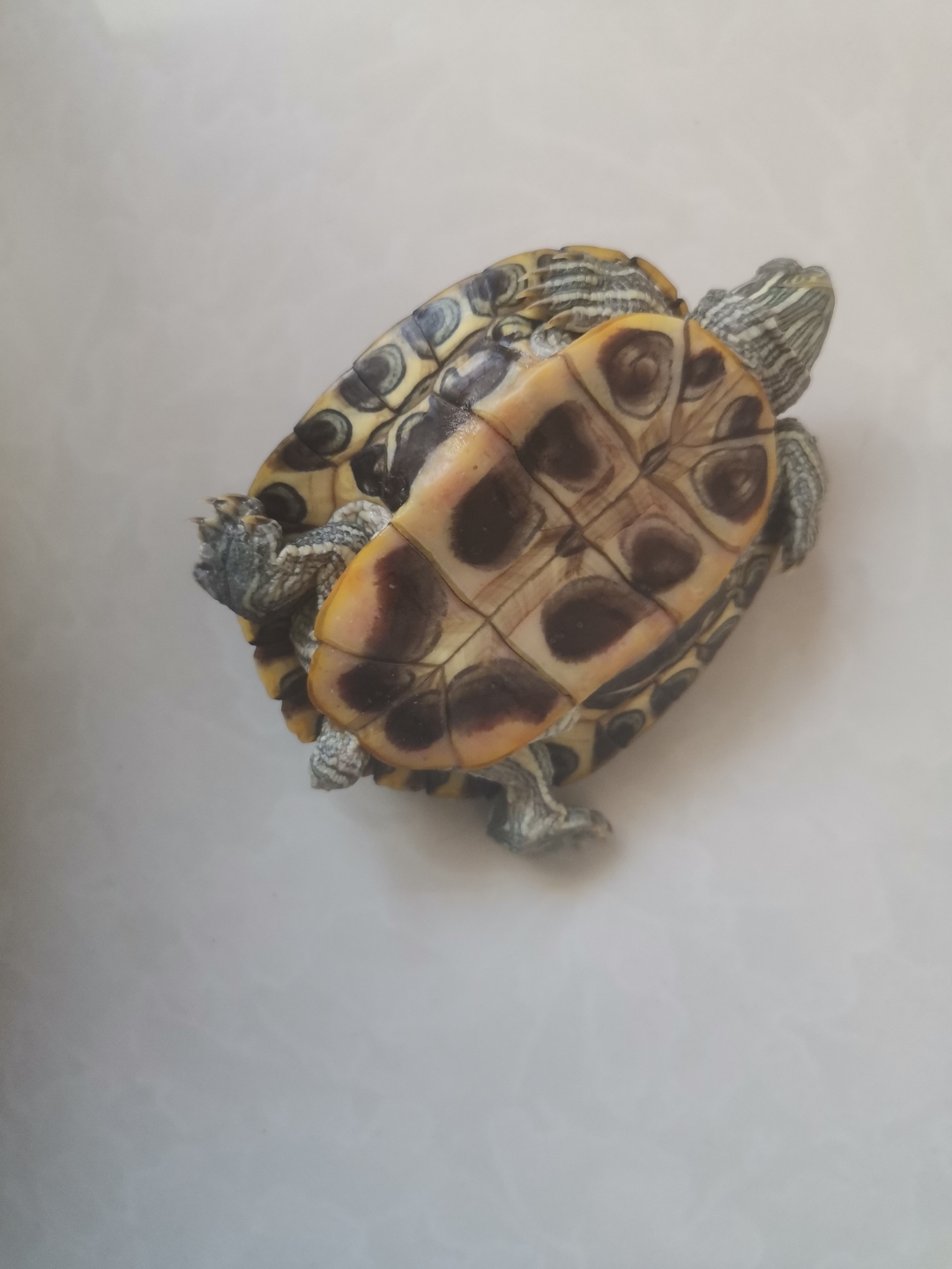 乌龟尾巴断了,怎么办? 在线等,很急