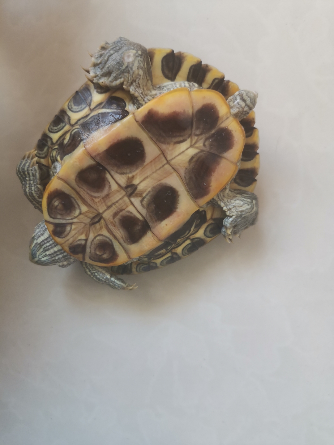 乌龟尾巴断了,怎么办? 在线等,很急