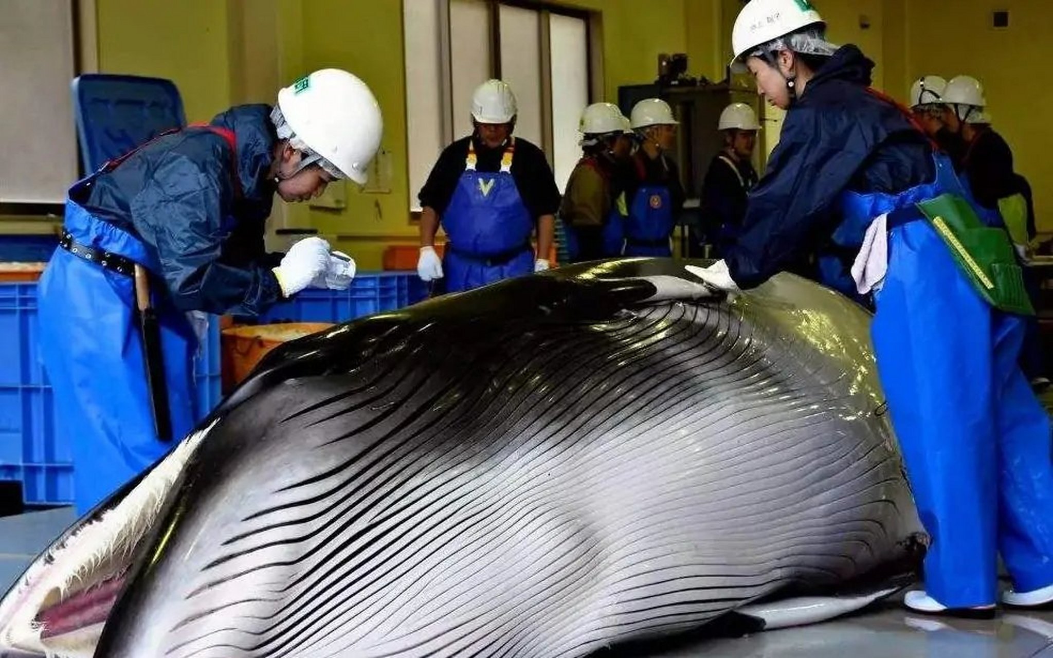大虫吃小虫,小虫吃大虫.