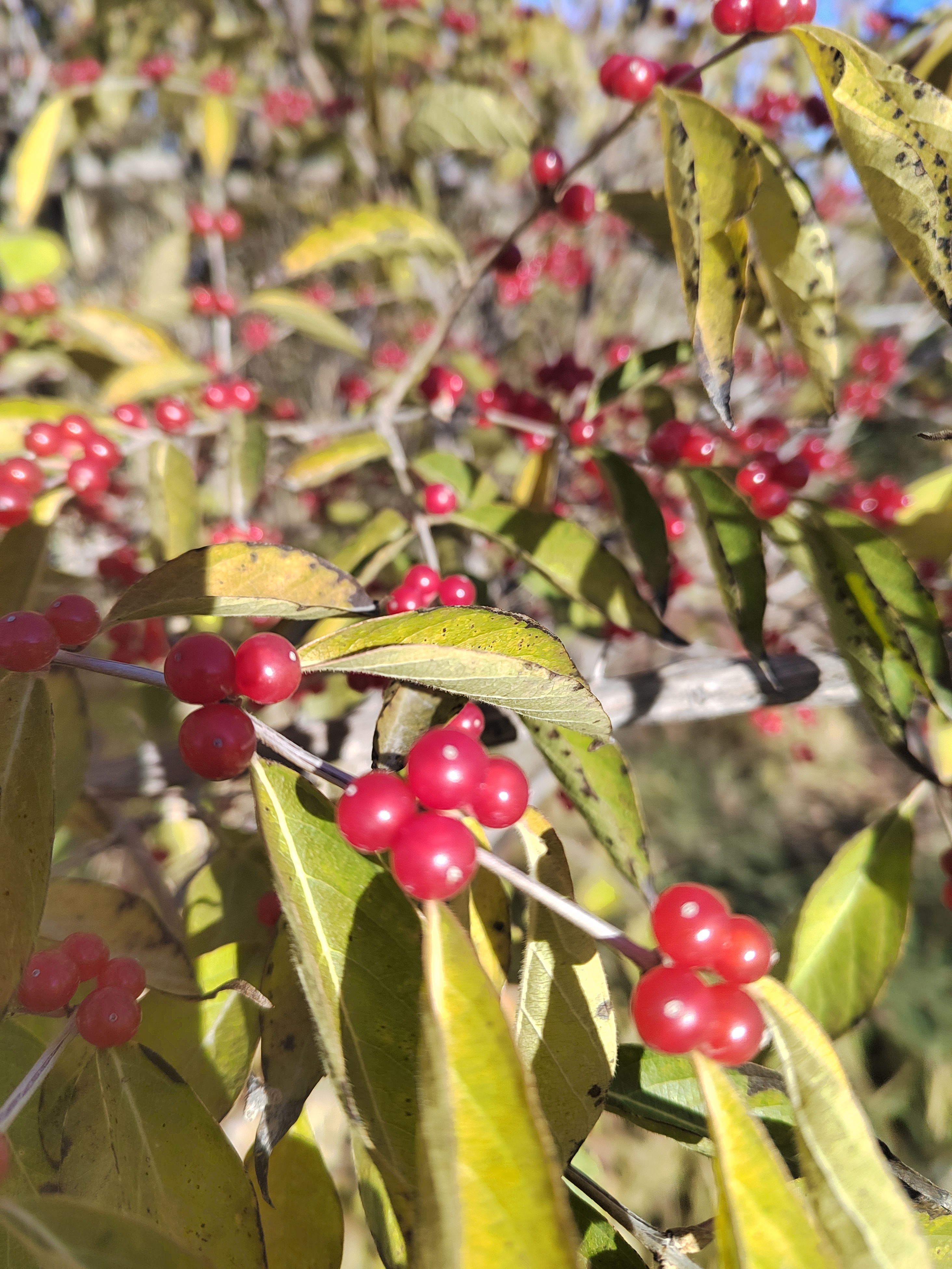 冬青树下的红果与绿叶   我有幸遇见了一个绝美的冬青树,它就像冬季里