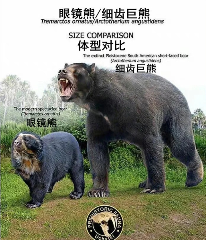 现存的眼镜熊,和已经灭绝的细齿巨熊体型对比.