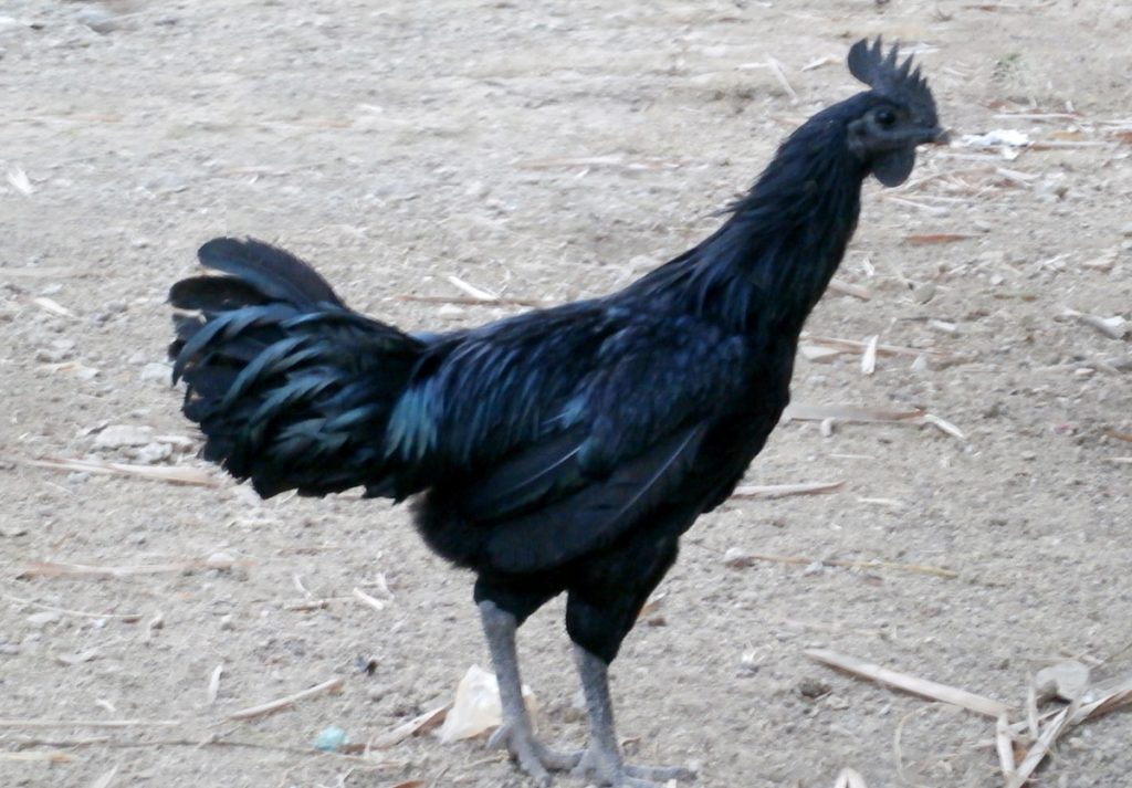 这是一个产自印度尼西亚的家鸡品种,名叫ayam cemani,它们全身都是