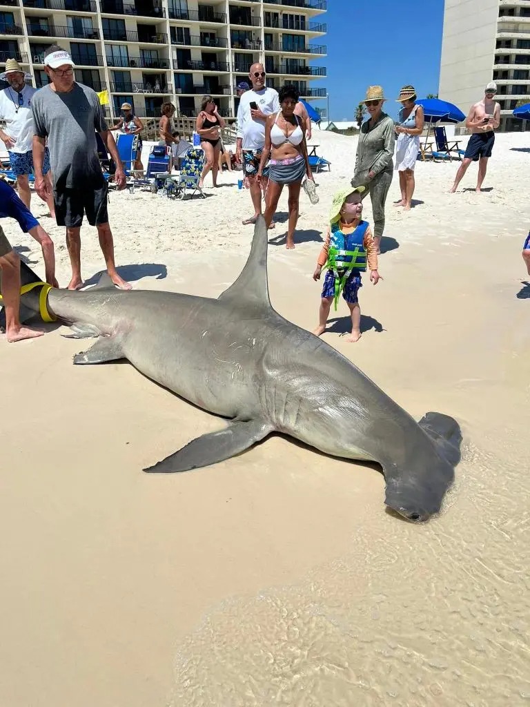 双髻鲨是卵胎生动物,卵先在母双髻鲨体内孵化出小鲨鱼,再生出体外