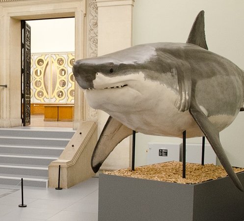 瑞士洛桑鲁米纳宫博物馆里的大白鲨标本,因丑萌的正面照而走红网络,它