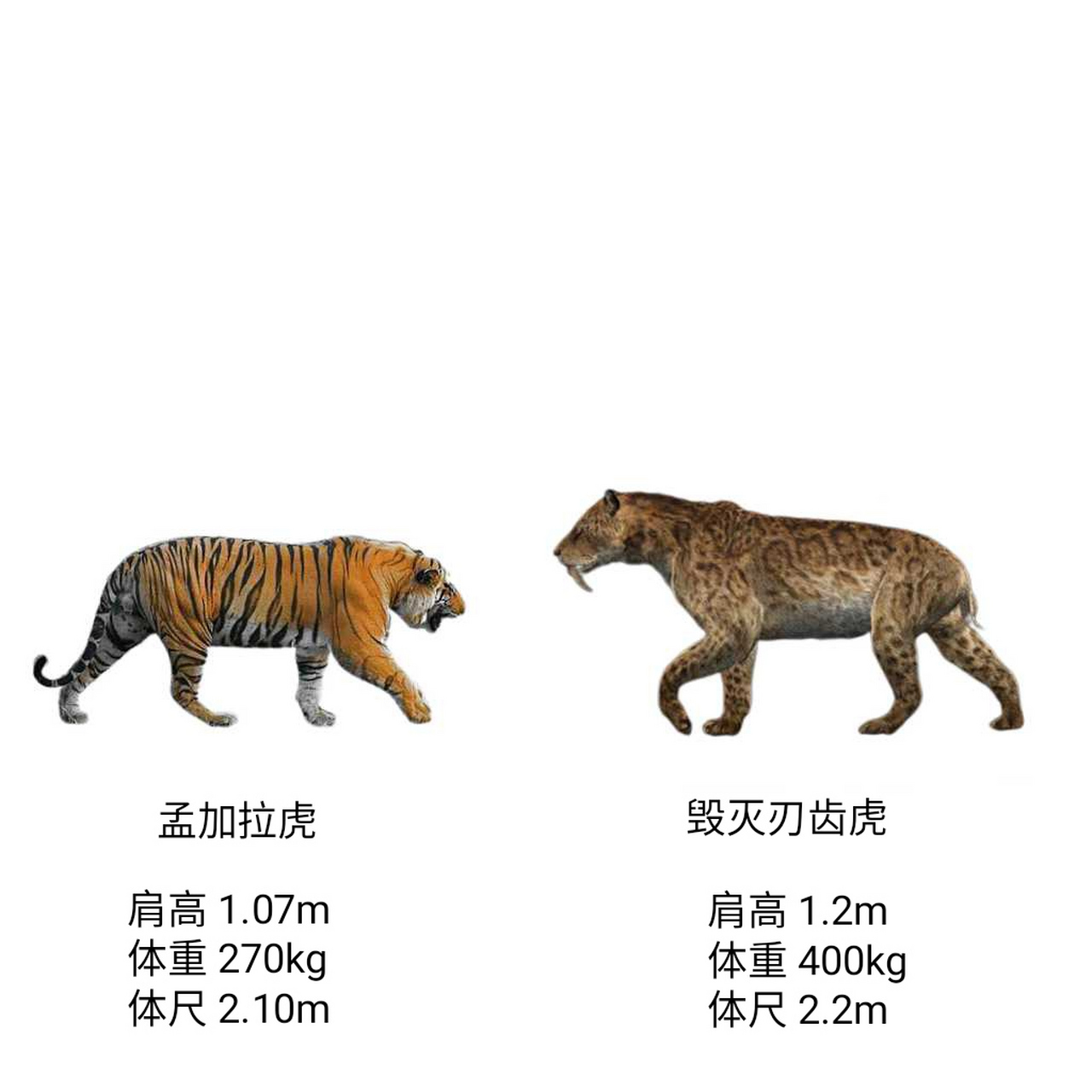 剑齿虎和老虎体型对比