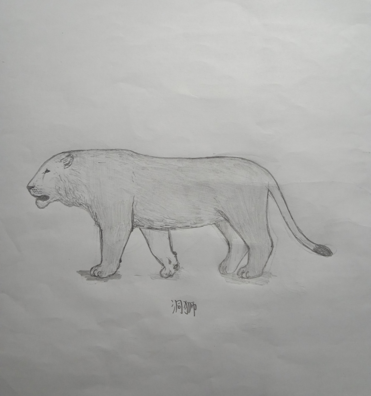 洞狮和美洲拟狮#绘画