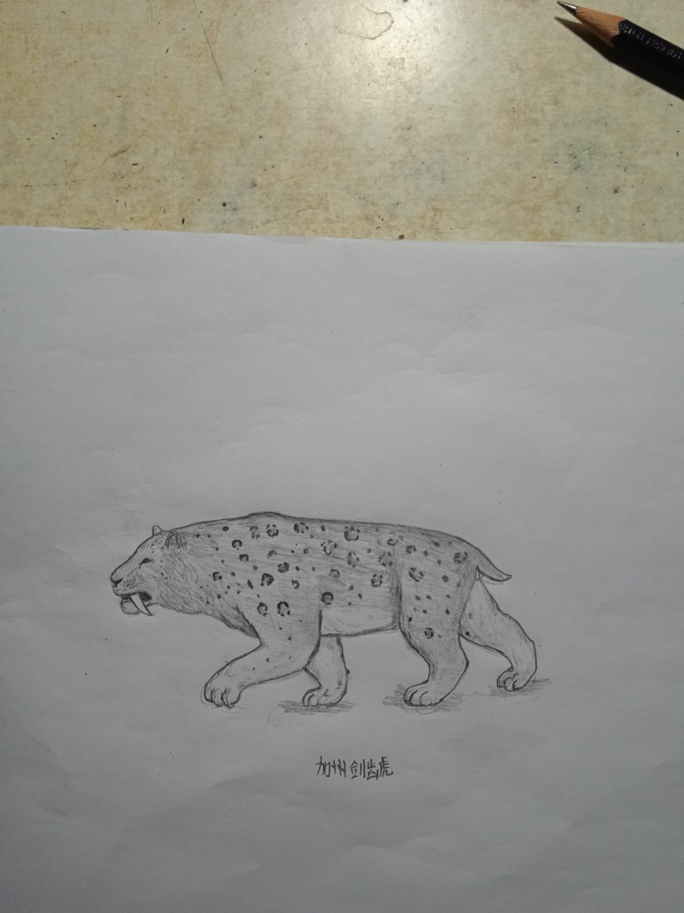 绘画# 冰河期的加州剑齿虎[三哈]