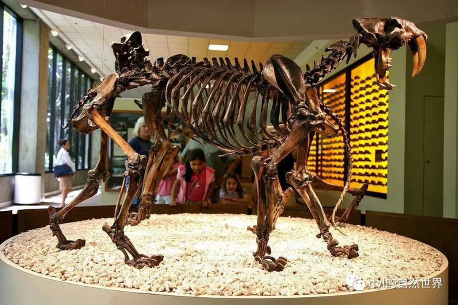 加州剑齿虎和残暴狮骨架#老虎和狮子