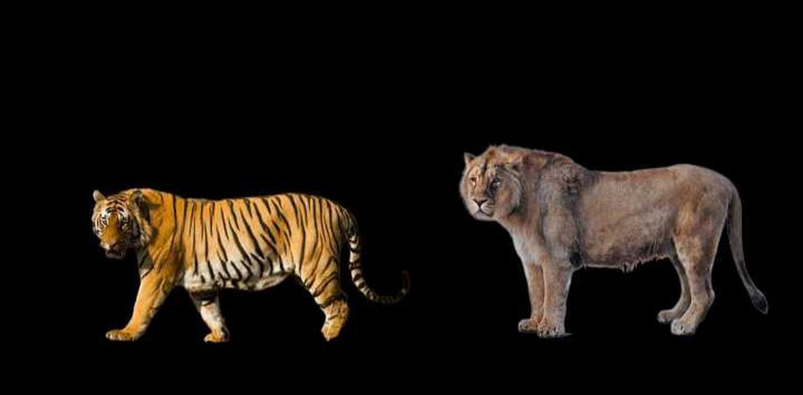 北孟虎和洞狮体型对比.被洞狮完全碾压[滑稽]