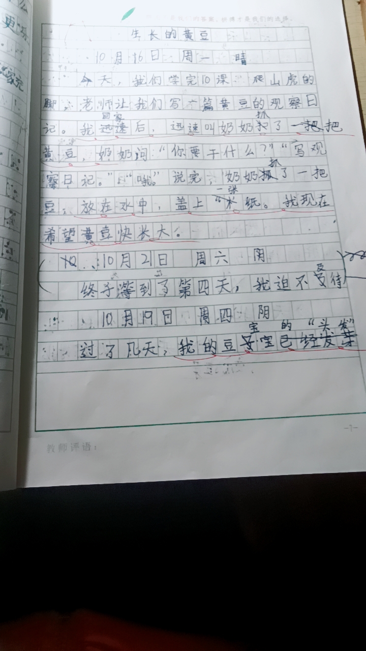 观察黄豆的观察日记300字(观察黄豆的观察日记100字三篇)