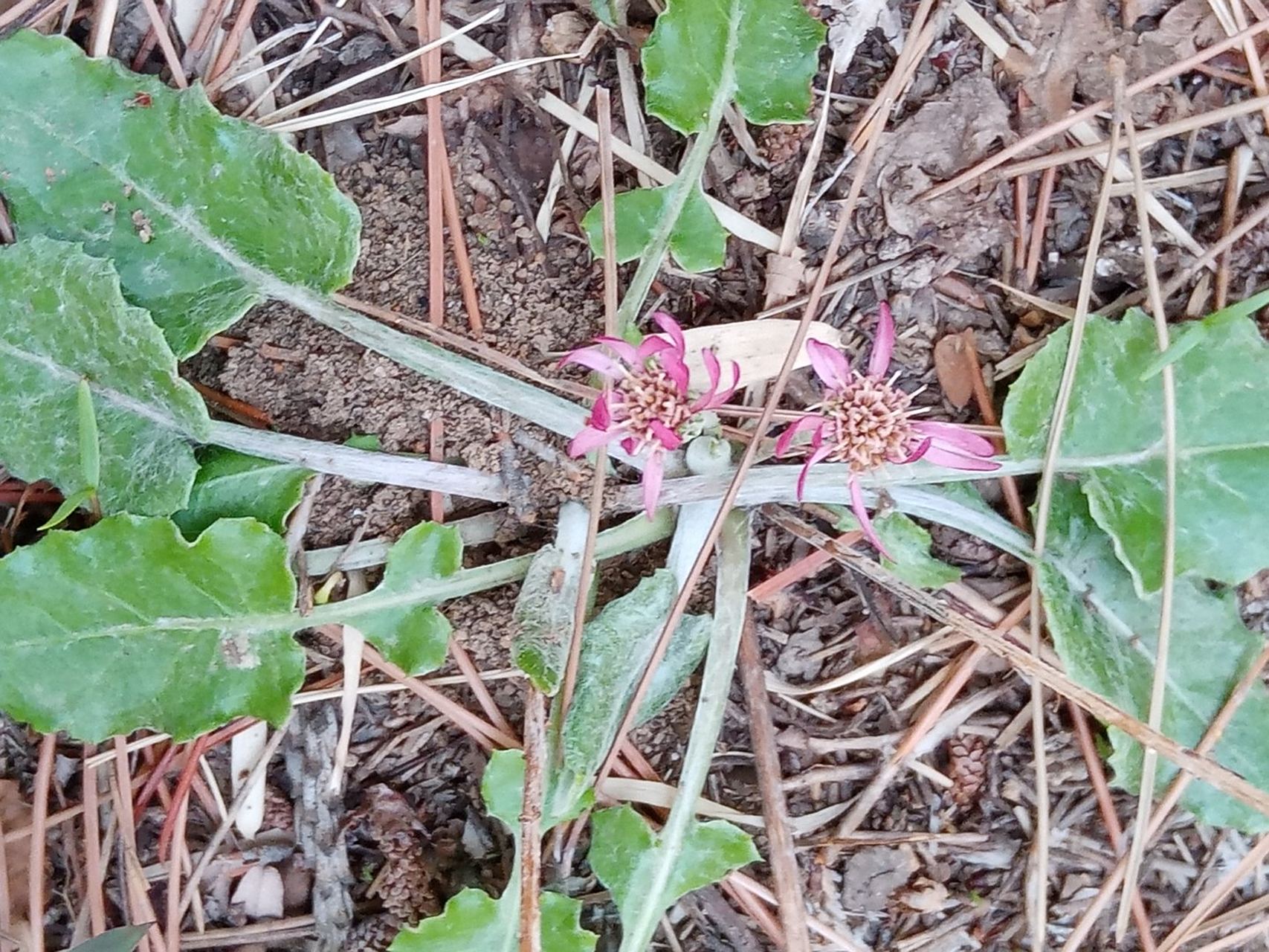 2021年4月30日随拍之八新东路周边着花大丁草三图.