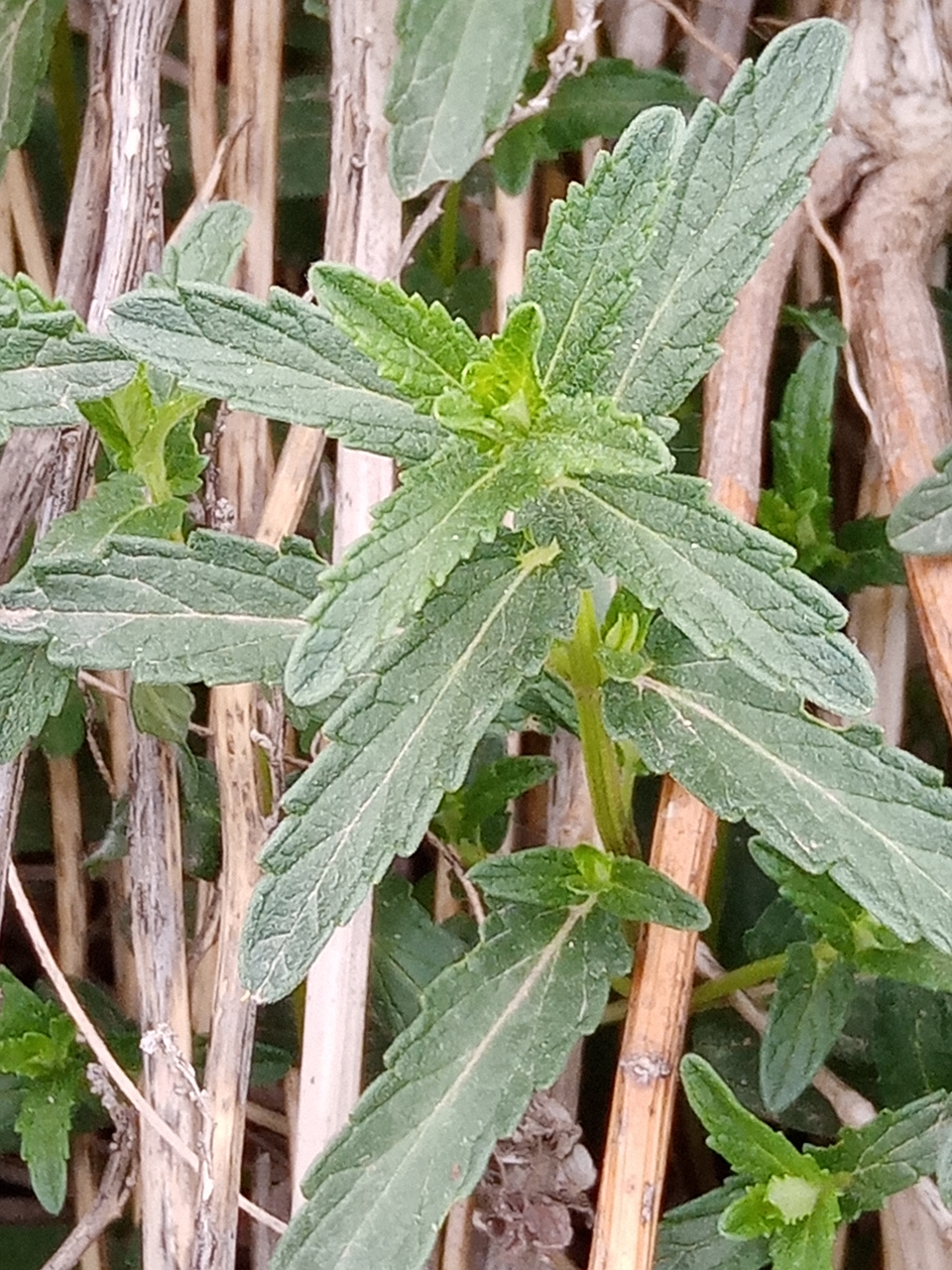 2021年5月16日随拍之五兴海湾南段并头黄芩三图.