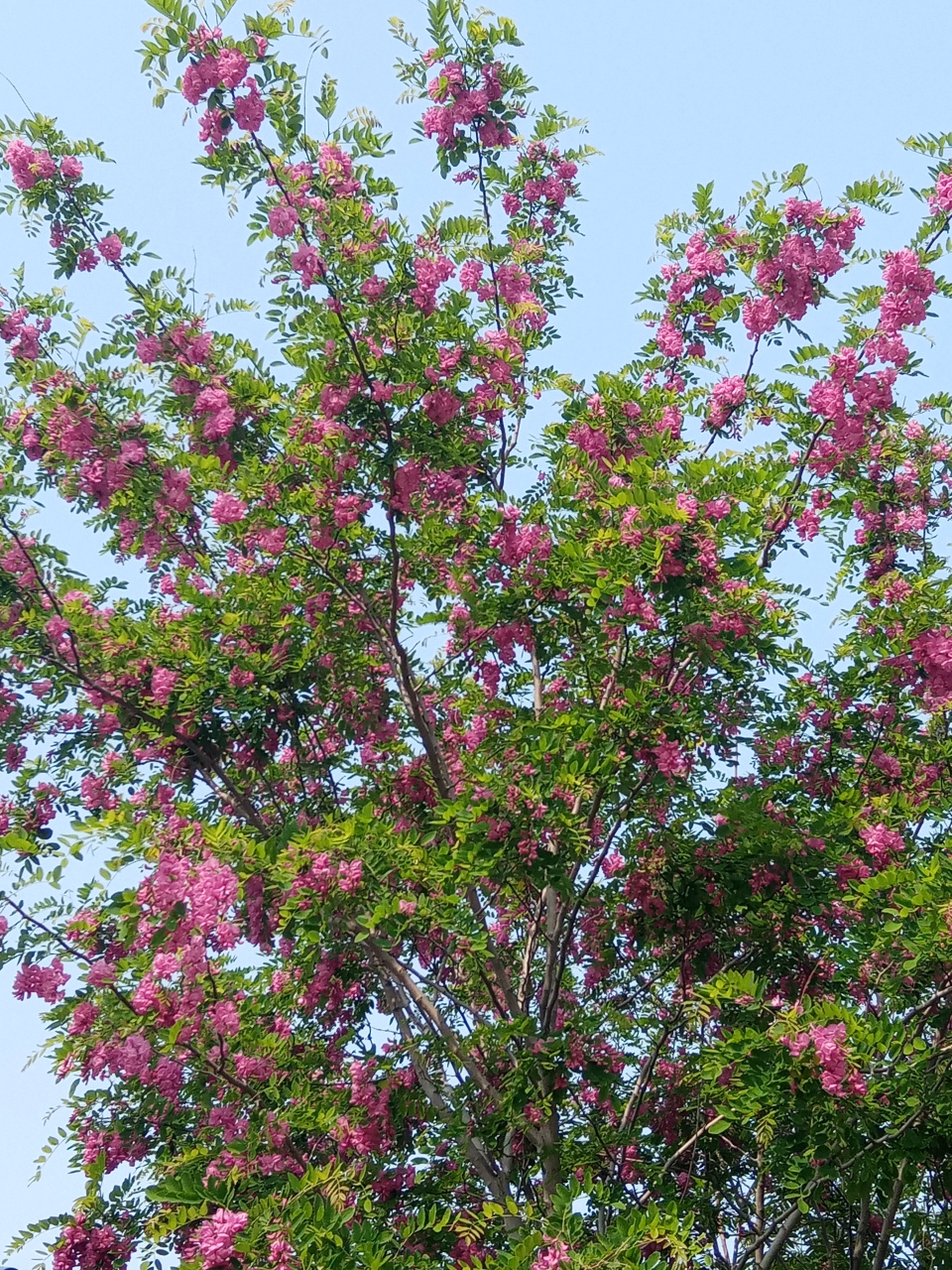 红花刺槐和香花槐的区别(红花刺槐和香花槐的区别在哪里)