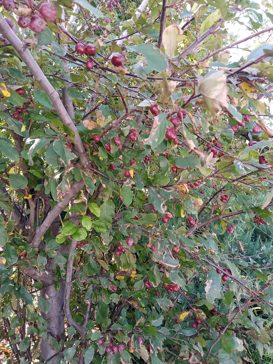 粉芽海棠的果实是北美海棠中最小的白兰地海棠观花,有20余片重瓣大花