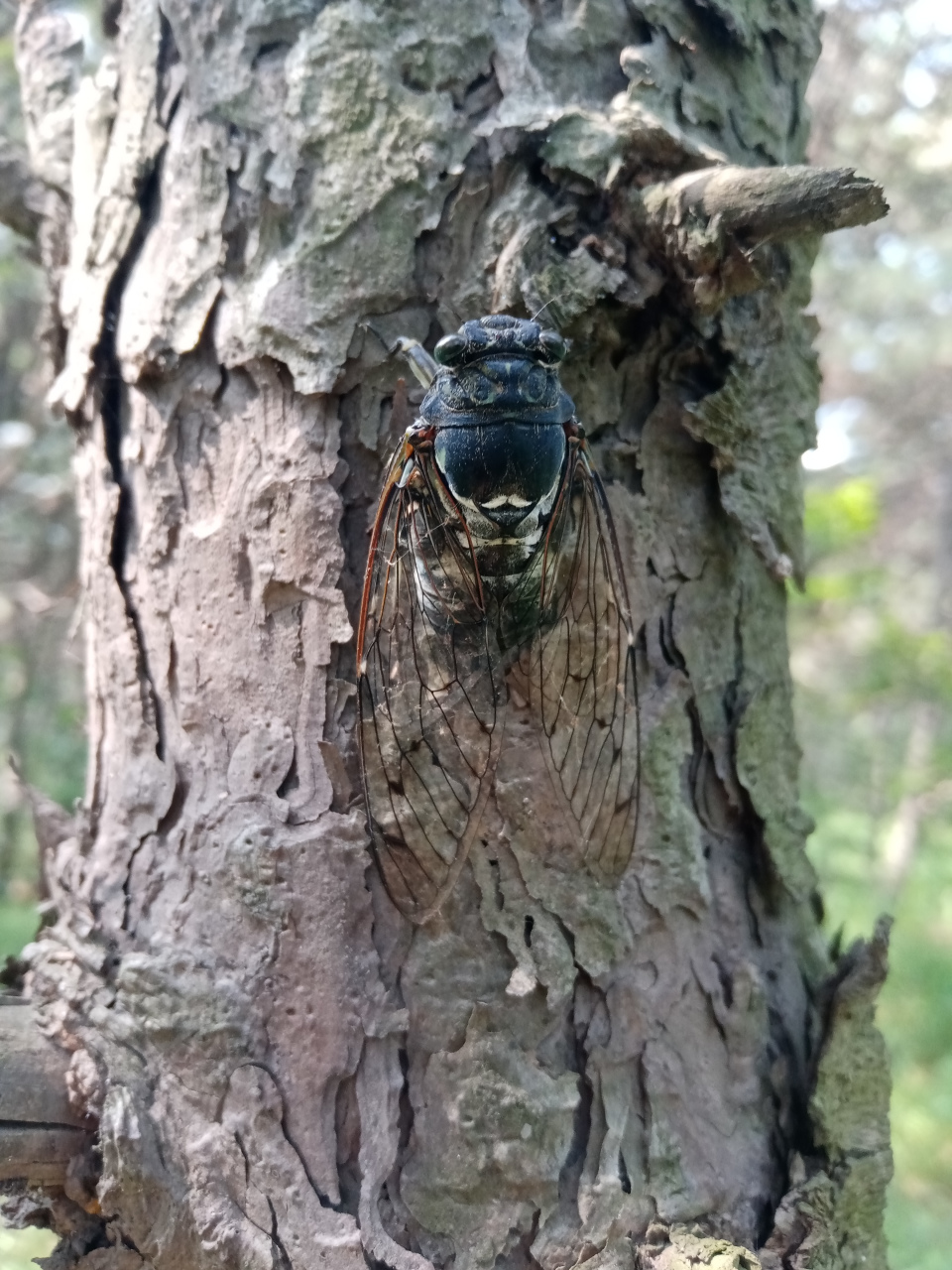 前两图高砂熊蝉or油蝉于兴海北街,图三黑蚱蝉于兴海公园