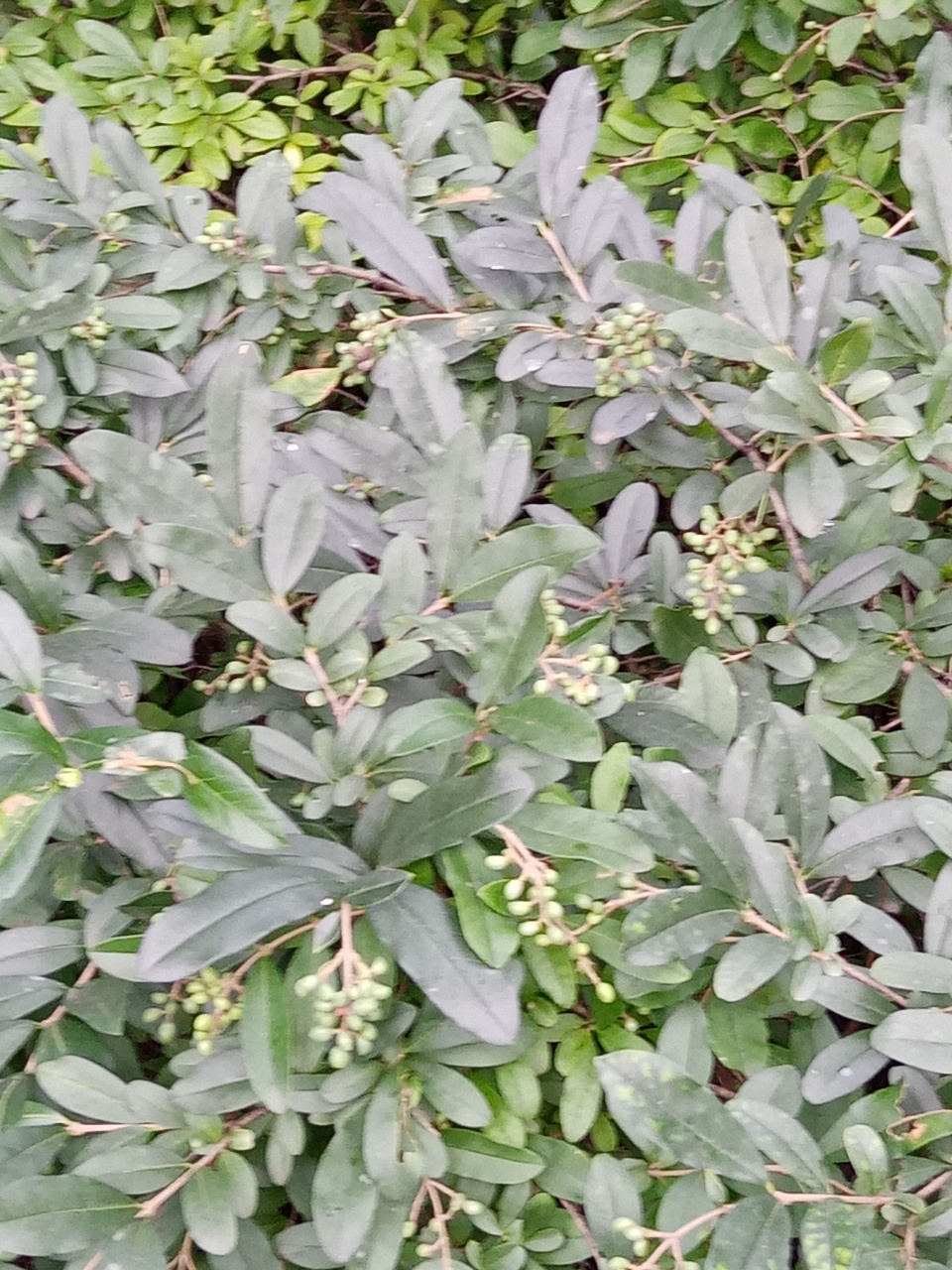 小叶女贞果实图片(小叶女贞的果实有什么作用)