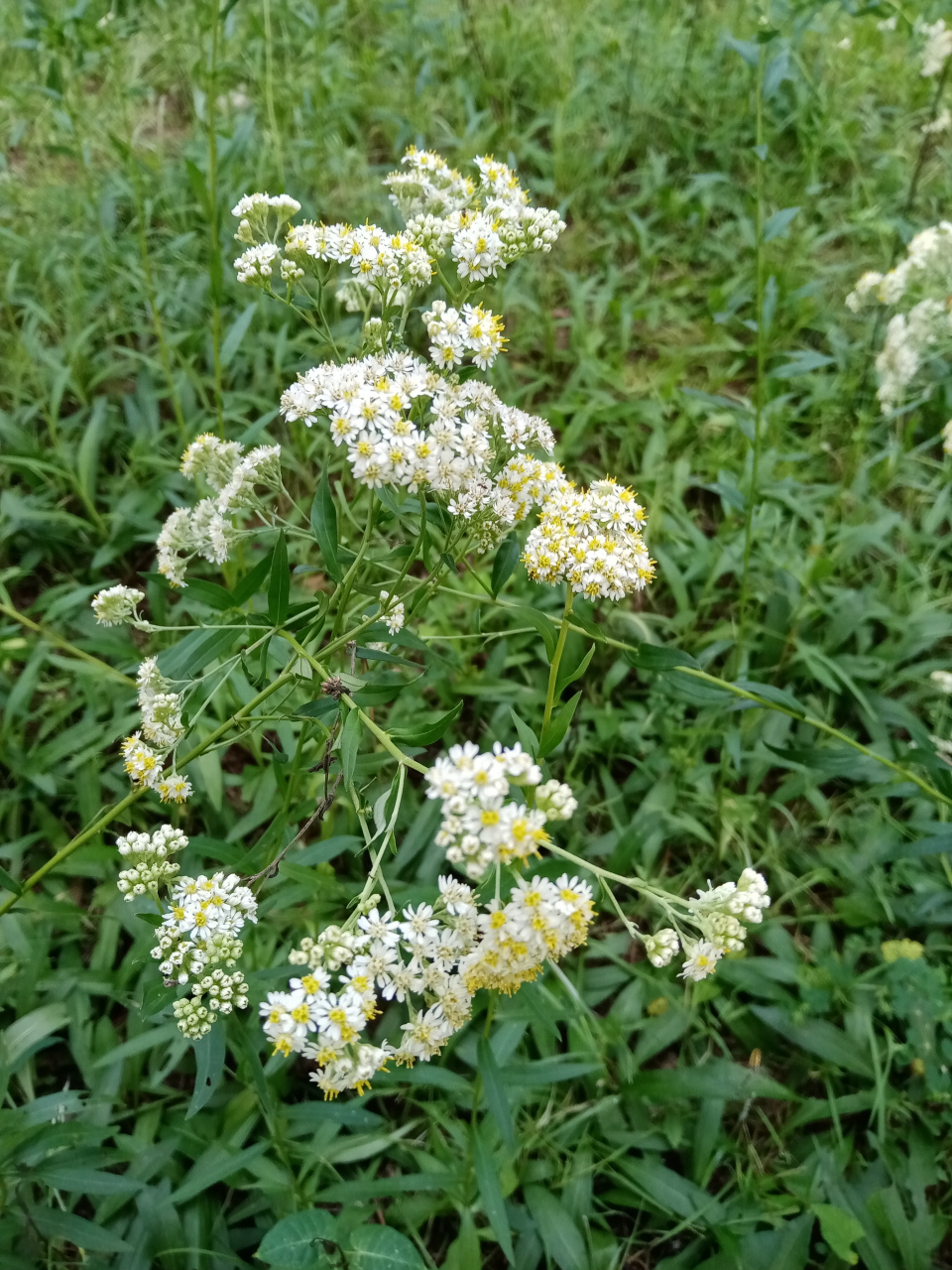 2021年9月5日兴海公园随拍之四女菀三图.