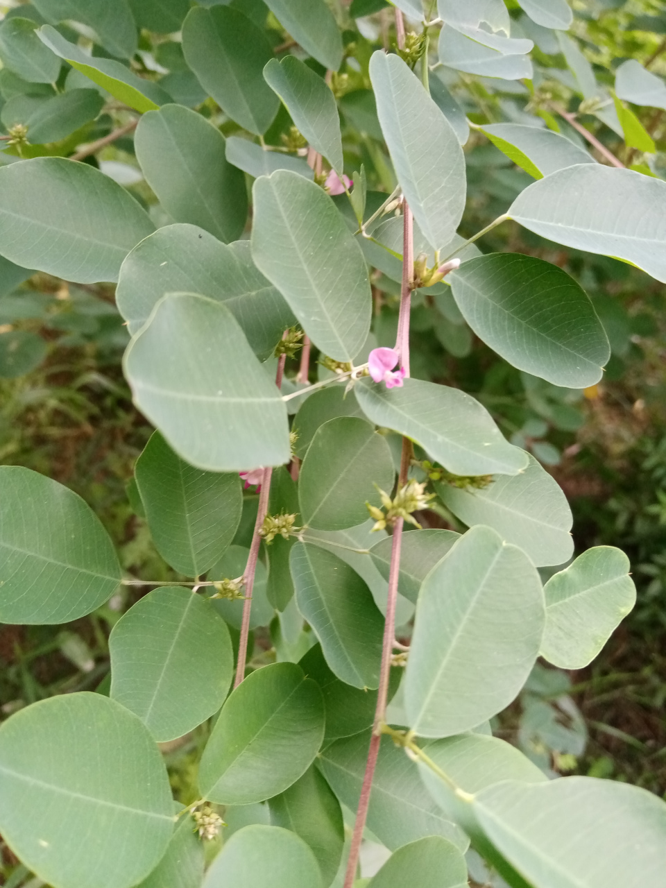 2021年8月19日随拍之八兴海公园着花短梗胡枝子两图.