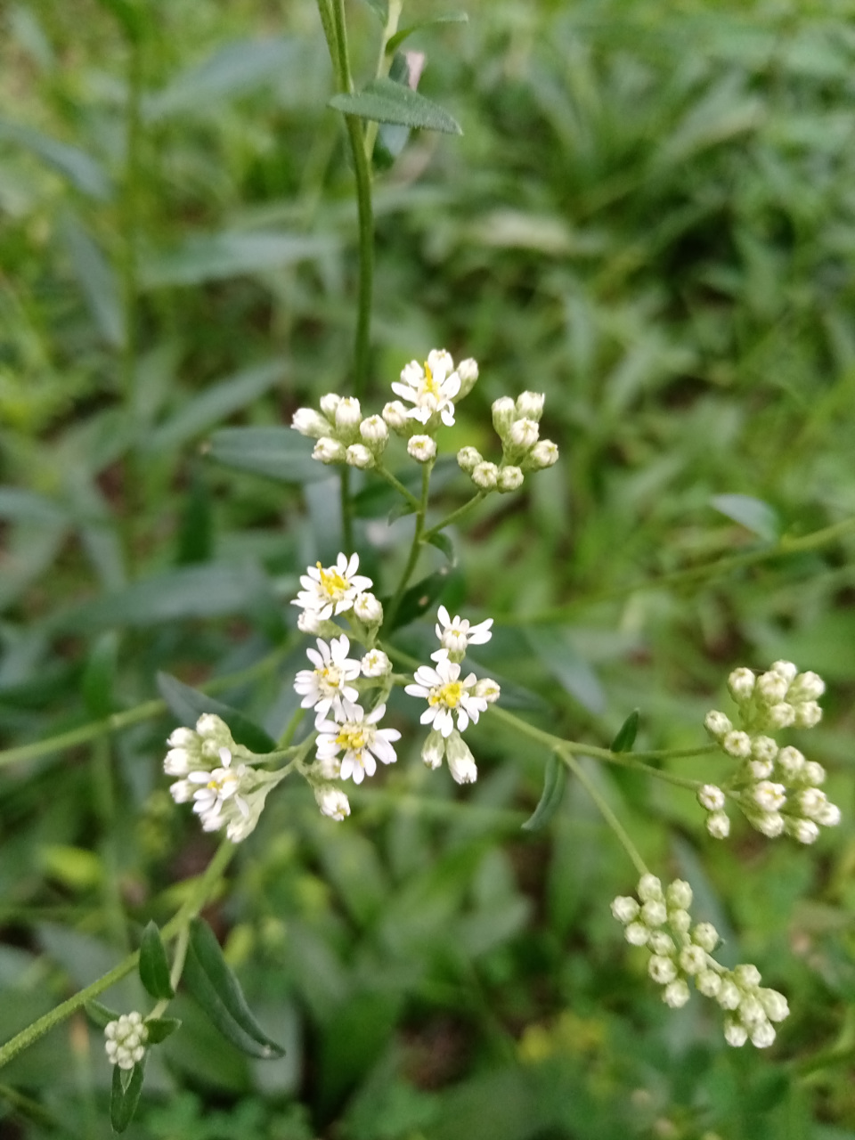 2021年8月19日随拍之七兴海公园着花女菀两图.