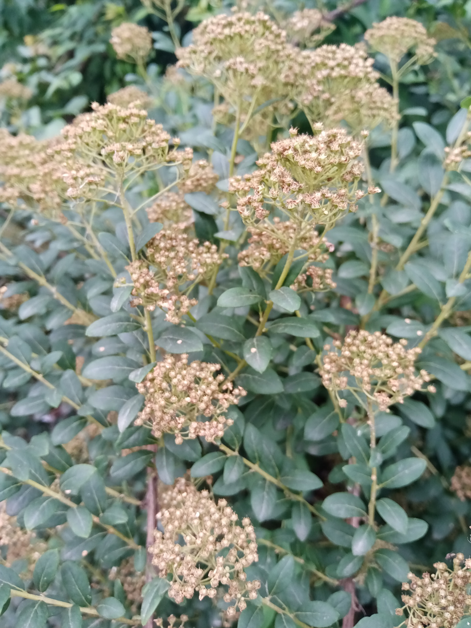 2021年6月16日随拍之三兴海北街不知名绣线菊果实两图.