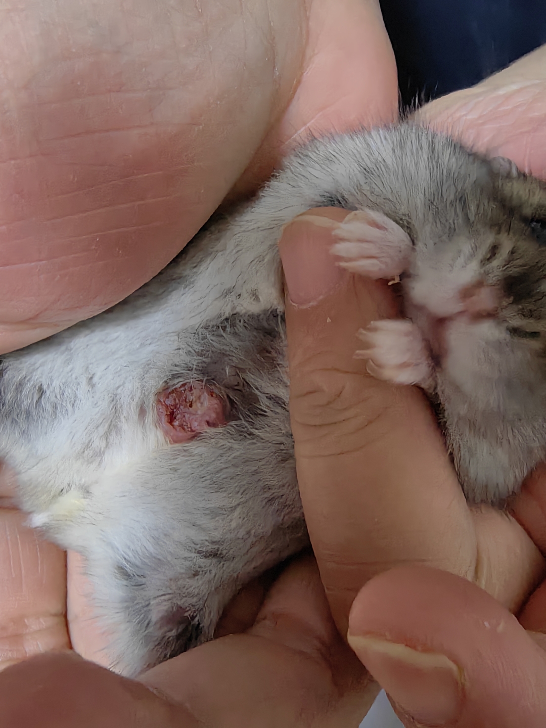 小仓鼠的肚皮上的红色肿块是怎么回事?是恶性肿瘤吗?要去医院检查吗?